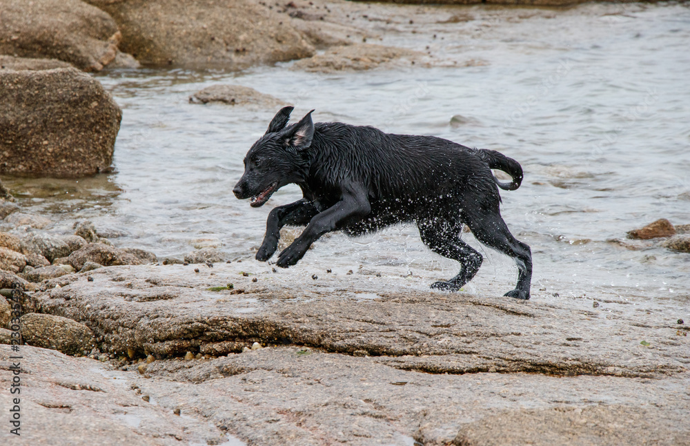 Baignade du Labrador