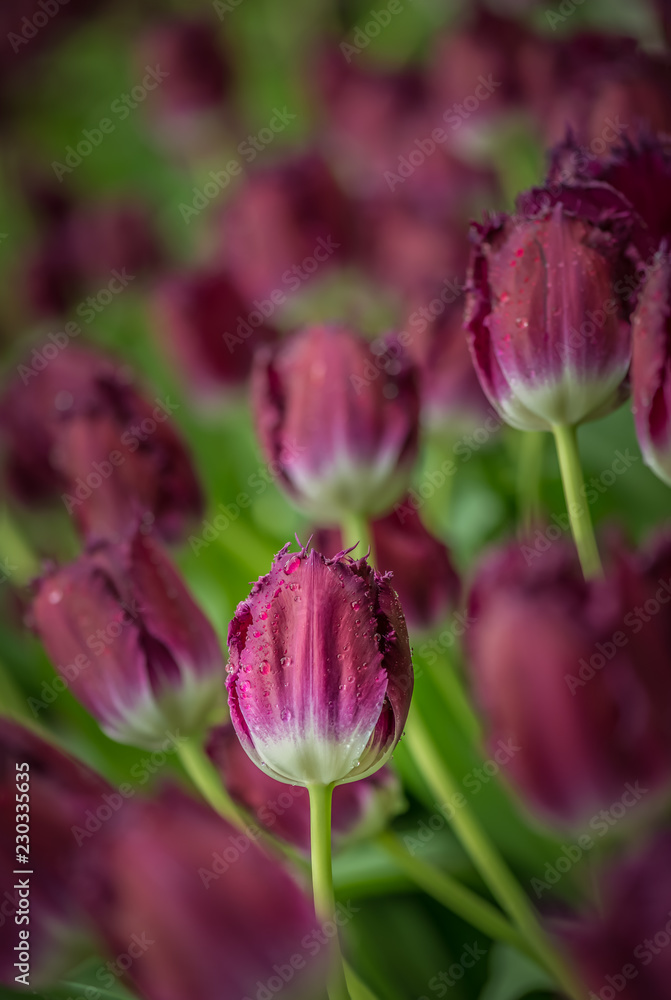 Tulips, Tulipa, Tulipmania Floral display
