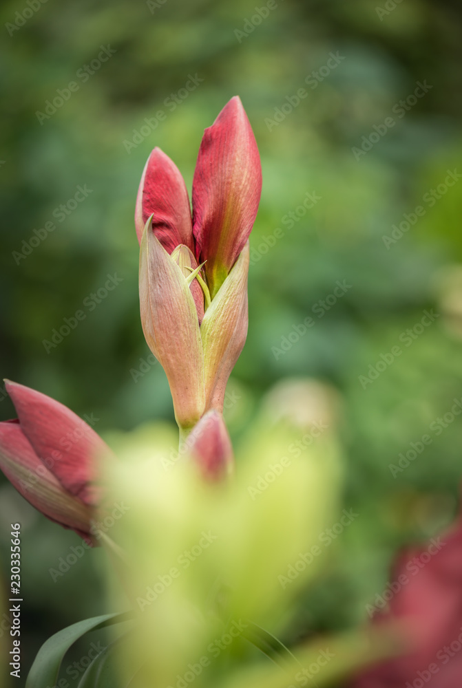 Tulips, Tulipa, Tulipmania Floral display Tulips, Tulipa, Tulipmania Floral display