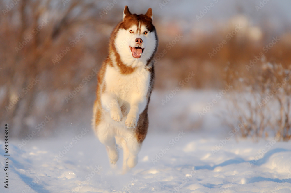 Happy running red husky dog in winter snow field