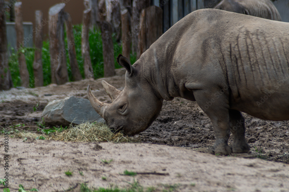 Eastern black rhinoceros (Diceros bicornis michaeli) Eastern black rhinoceros (Diceros bicornis michaeli)