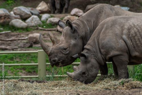 Eastern black rhinoceros (Diceros bicornis michaeli)