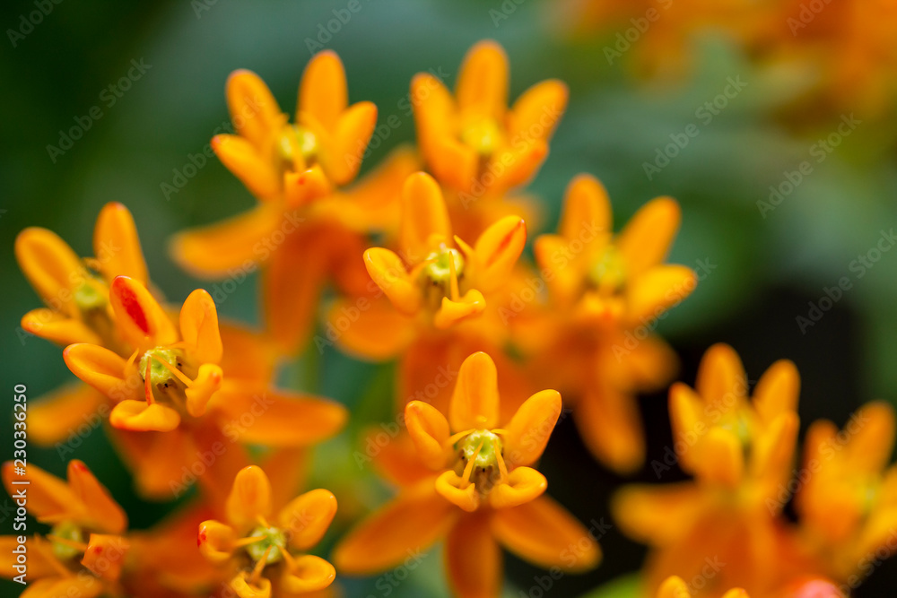 Fototapeta premium Closeup of orange flowers