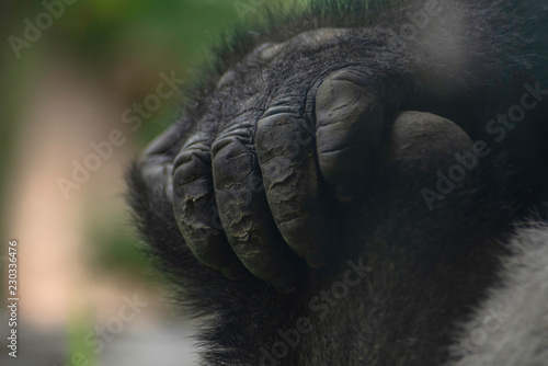 Western Lowland Gorilla (Gorilla gorilla gorilla)