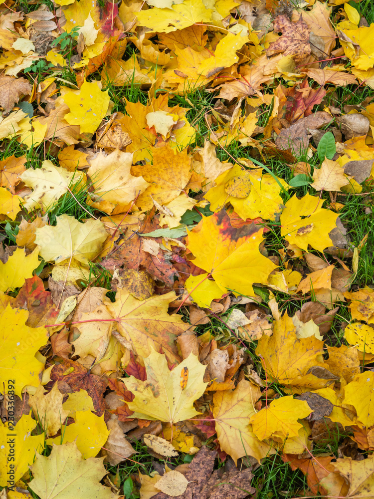 Yellow autumn maple leaves lie on the grass 