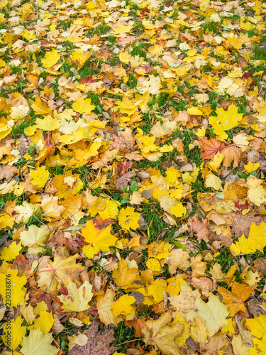 Yellow autumn maple leaves lie on the grass 