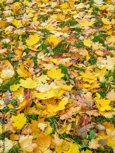 Yellow autumn maple leaves lie on the grass 