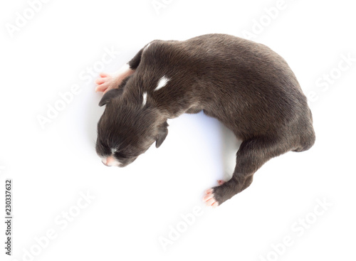 Closeup top view cute new born puppy black color sleeping isolated on white background, pet health care concept, selective focus