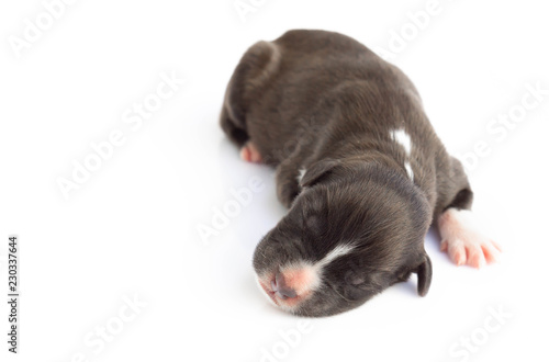 Closeup cute new born puppy black color sleeping isolated on white background with copy space, pet health care concept, selective focus
