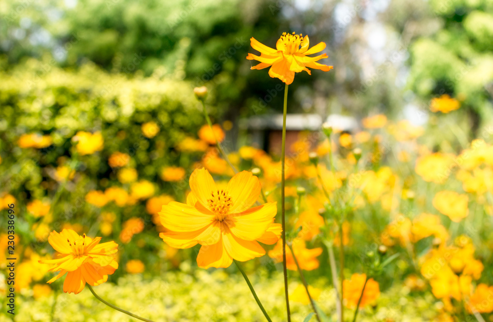 Fototapeta premium Flowers