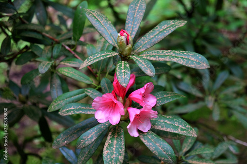 Garden Flowers