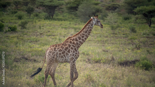 South Africa giraffe