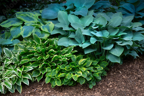 Isolated view of a hosta plant mix, green, white, blue, and yellow foliage, soil ground photo