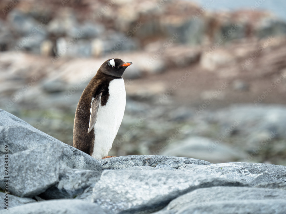 Fototapeta premium Gentoo in its habitat