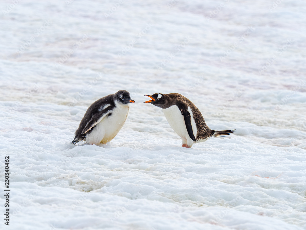 Fototapeta premium Parent Penguin Scolding Teen