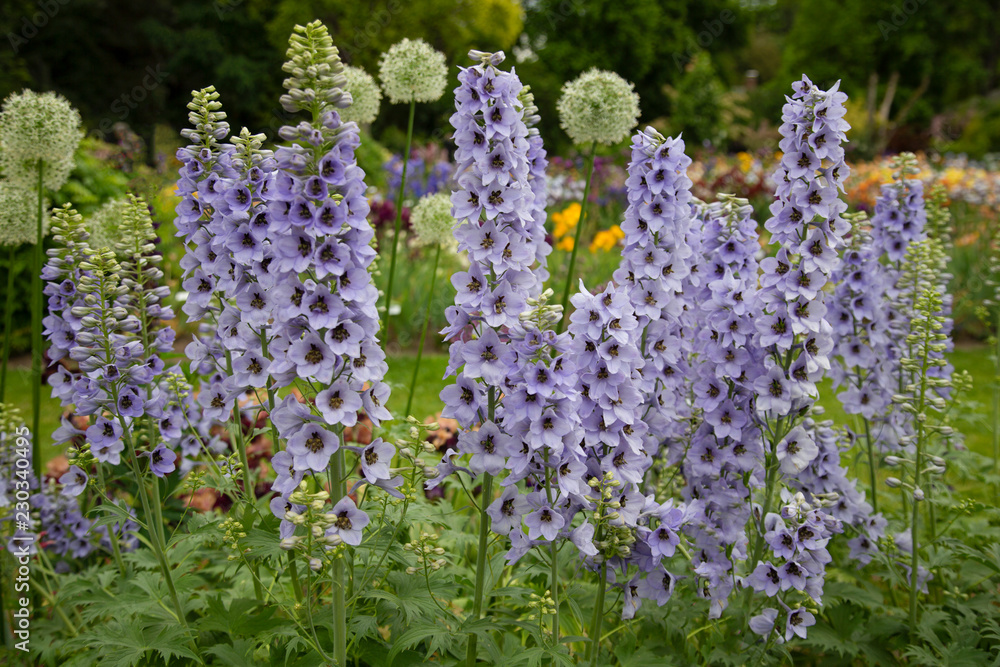Obraz premium Close up isolated view of tall purple Foxglove flowers in full bloom with green leaves and garden in background 