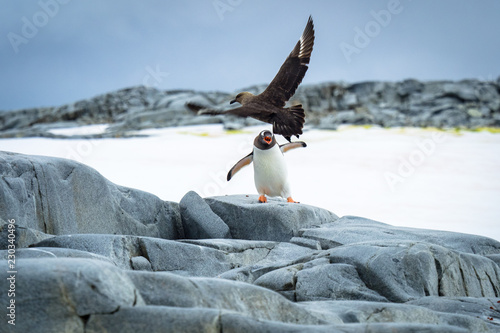 Gentoo Pengiuin fighting skua