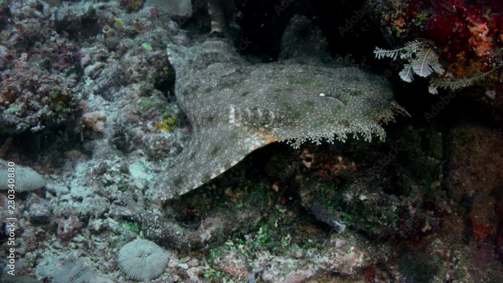 A Tasseled wobbegong, Eucrossorhinus dasypogon, lies on a reef in Raja Ampat, Indonesia A Tasseled wobbegong, Eucrossorhinus dasypogon, lies on a reef in Raja Ampat, Indonesia