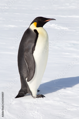 Emperor Penguin  Close up. 