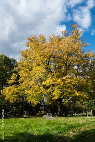 A golden fall tree in a cemetery