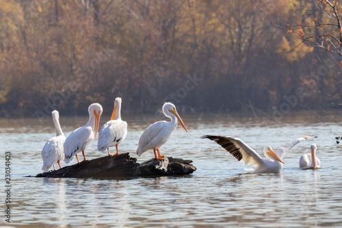The group of american white pelicans at lake in Iowa