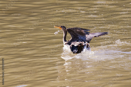 Double crested cormorant (Phalacrocorax auritus) is loosing fish, Iowa, USA