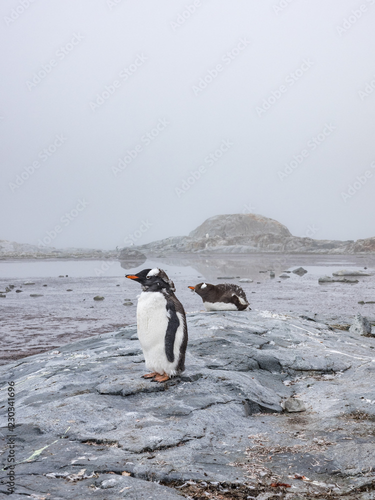 Obraz premium Antarctic Gentoo Penguin on Coast