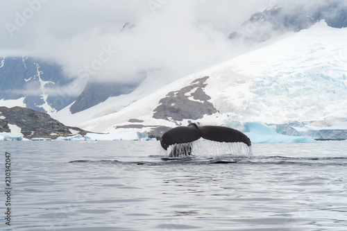 Whale diving in Antarctica with landscape in background
