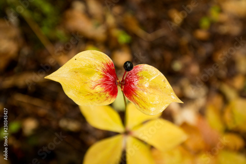 Purple berry and yellow leaves of cucumber root in Maine. photo