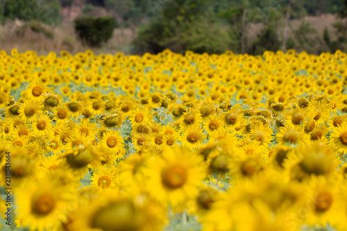 Fototapeta Naklejka Na Ścianę i Meble -  Closeup Beautiful of a Sunflower or Helianthus in Sunflower Field, Bright yellow sunflower Lopburi, Thailand