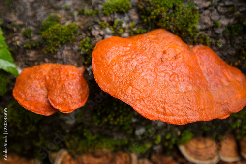 Orange bracket fungus on rotting log in Carrabasset Valley, Maine.