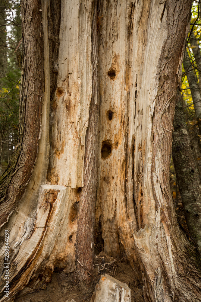 Big woodpecker holes in a dead tree, Carrabasset Valley, Maine. Big woodpecker holes in a dead tree, Carrabasset Valley, Maine.