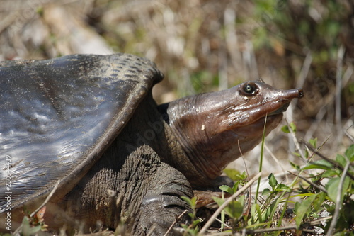 Florida Weichschildkröte