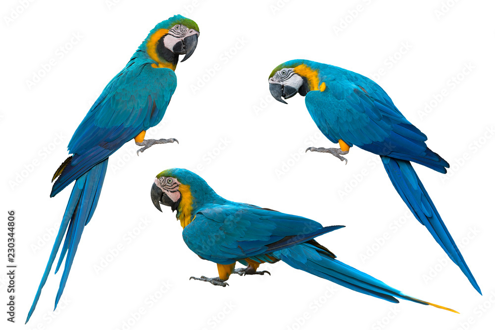 Blue and gold macaw isolated on white background