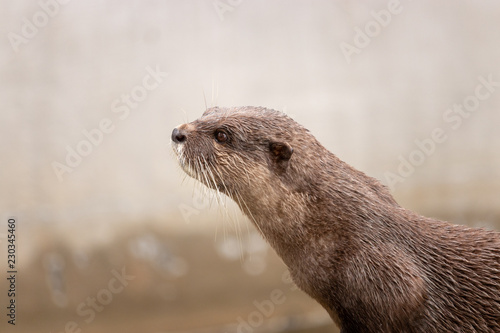 An oriental small-clawed otter / Asian small-clawed otter