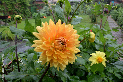 Fototapeta Naklejka Na Ścianę i Meble -  Georgina