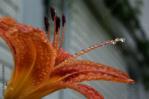 Fototapeta Naklejka Na Ścianę i Meble -  Flower Lilium with drop of rain