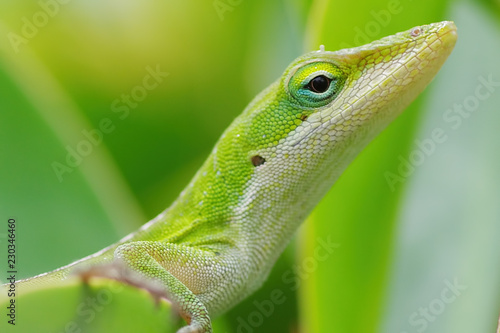 green anole on Big Island