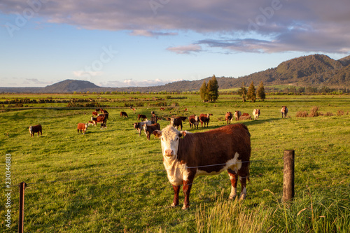 A hereford cow looks up from grazing in the evening sun in New Zealand photo