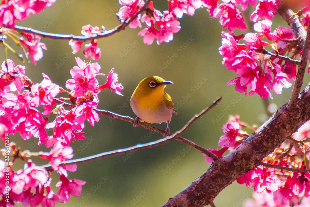 bird on a branch bird on a branch