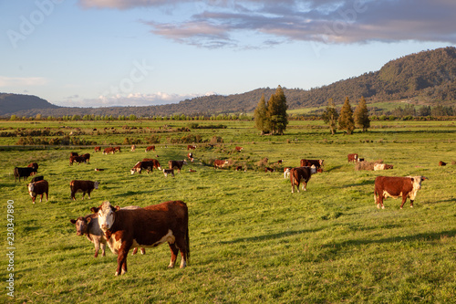 Hereford cattle in the evening sun in a field in New Zealand