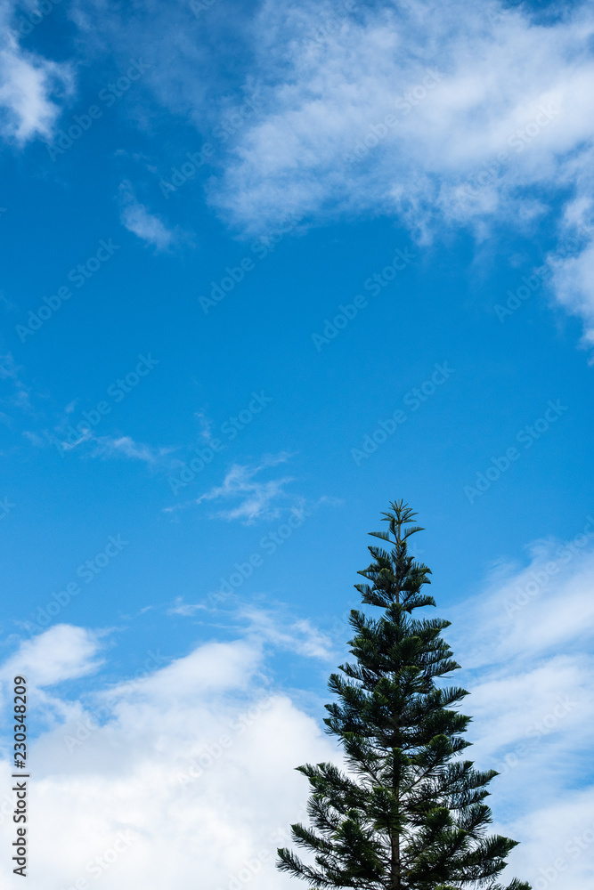 Lonely pine tree with blue sky cloudy day in vertical Lonely pine tree with blue sky cloudy day in vertical
