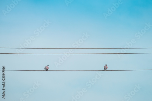 dove perched on a cable, dove on electric wire and blue sky background