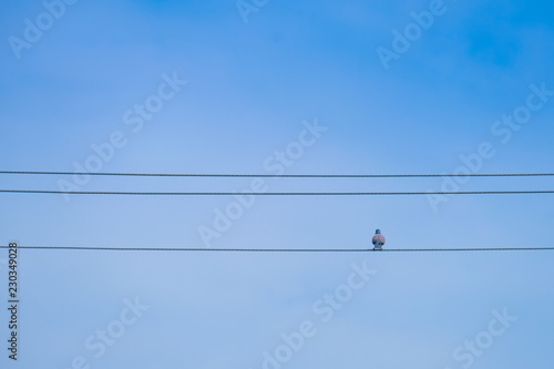 dove perched on a cable, dove on electric wire and blue sky background.