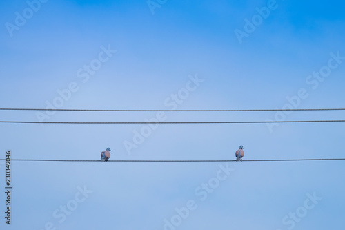 dove perched on a cable, dove on electric wire and blue sky background.