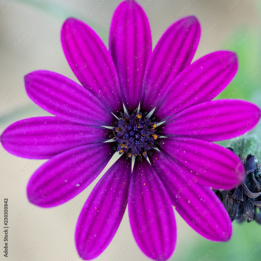 flor con macro flor con macro