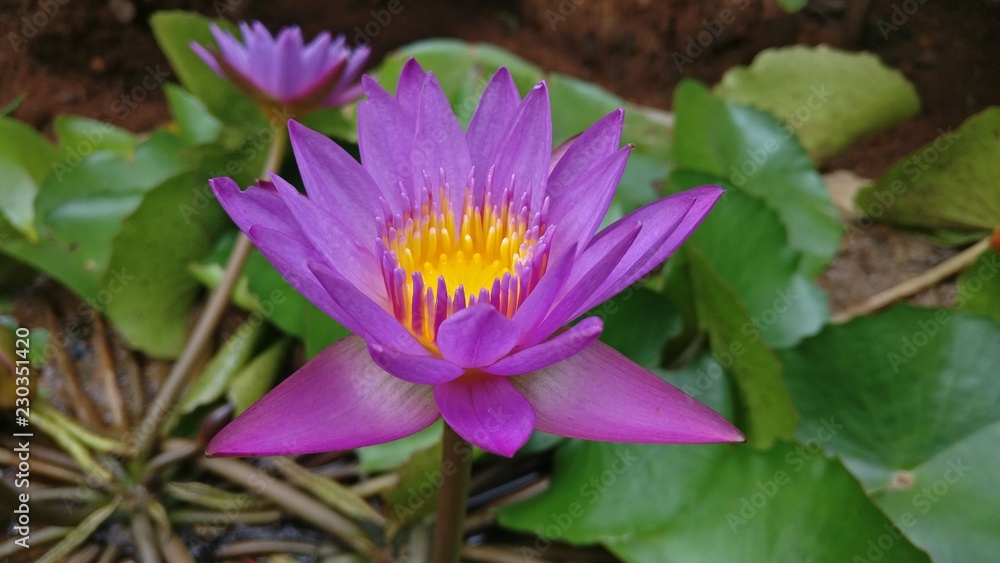 #Lotus#Beautiful#Purple