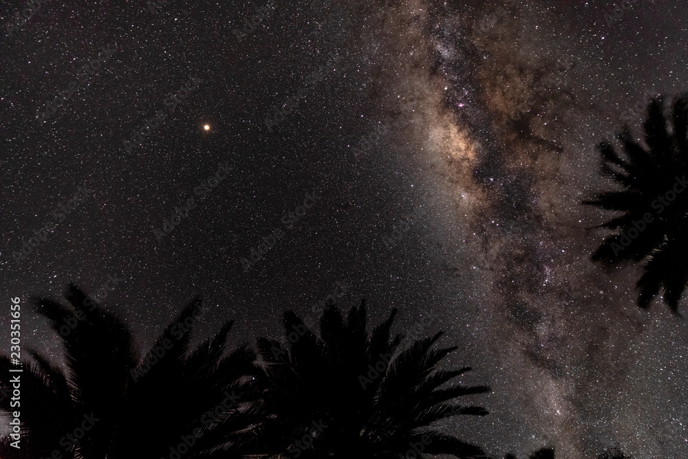 Milky Way Galaxy as viewed from Ocoa, Chile.  Looking up through Chilean Wine Palm trees or Jubaea chilensis.