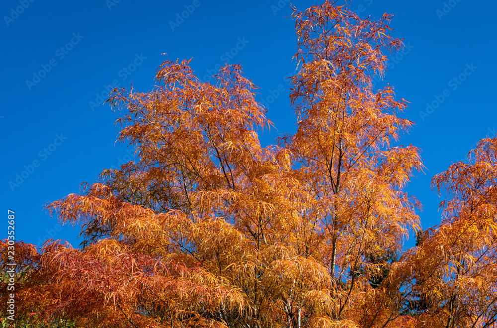Japanese lace leaf maple in vibrant orange fall color foliage, with blue sky in background
