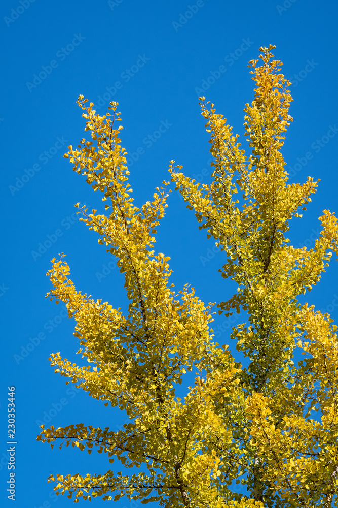 Vibrant ginko biloba tree in yellow fall color against a blue sky
Vibrant ginko biloba tree in yellow fall color against a blue sky